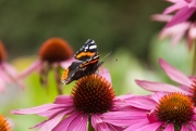 Butterfly on Echinacea