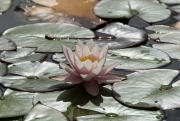 Water Lily