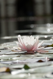 Water Lily