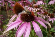 Bee on Echinacea