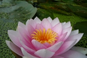 Water Lily