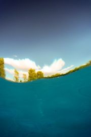 Trees from Underwater