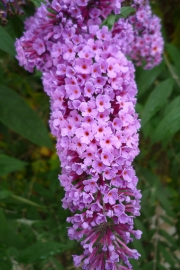 Pink Flower