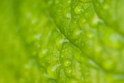 Wet Leaf