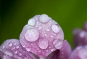 Water Drops on Hydrangea Leaf