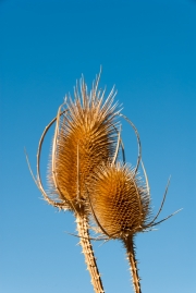 Thistle