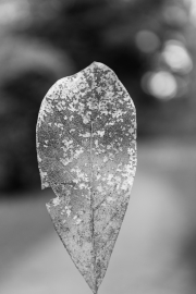 Leaf