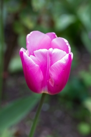 Tulip