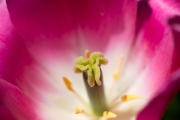 Tulip