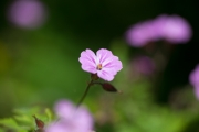 Geranium Flower