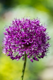 Alium