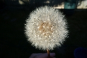 Dandelion