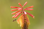 Red Hot Poker