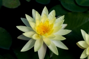 Water Lily