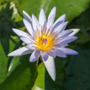 Water Lily