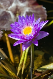 Water Lily