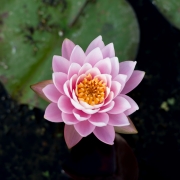 Water Lily