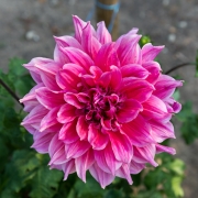 Dahlia