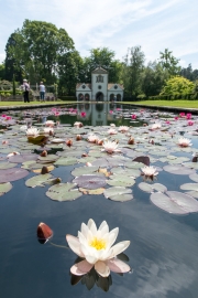 Water Lily