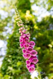 Foxglove