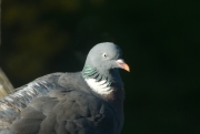 Pigeon