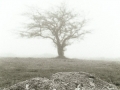 Moorland Tree