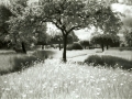 Meadow