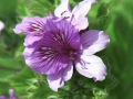 Purple Flower