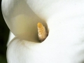 Cala Lily