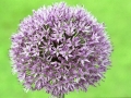 Purple Alium