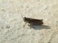 Grasshopper