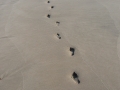 Footsteps in the Sand