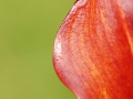 Red Cala Lily