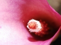 Pink Cala Lily