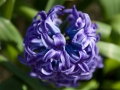 Purple Hyacinth