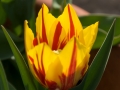 Tulip