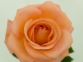 Orange Rose