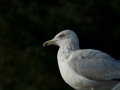 Seagull