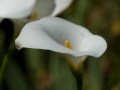 Cala Lily