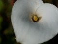 Cala Lily