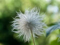 Some Kind of Dandelion