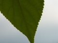 Leaf With Water Droplet