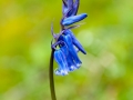 Bluebell