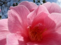 Magnolia Flower