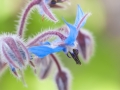 Blue Borage