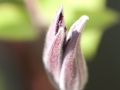 Bud