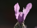 Lavender Flower