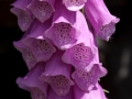 Foxglove