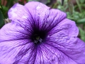 Purple Flower