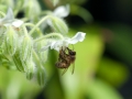 Bee on Borage